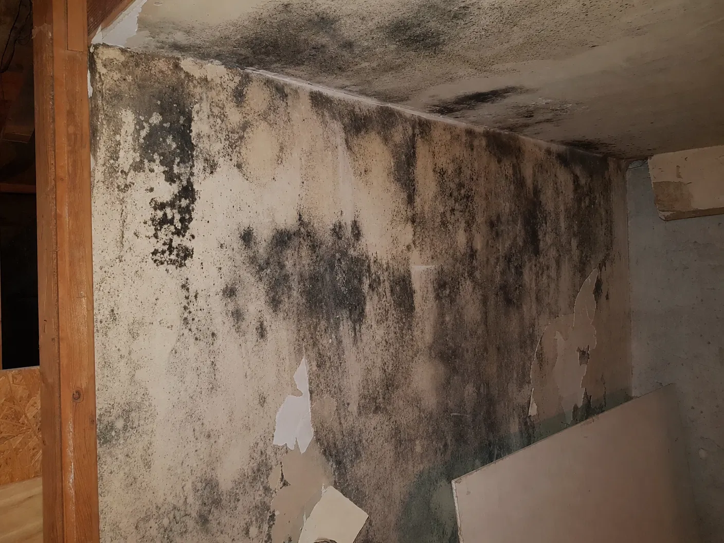 Mold removal and remediation before and after - before